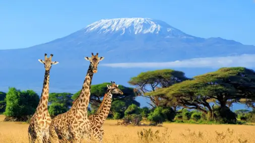 Visa requirements for Turkey passport holders traveling to Kenya